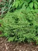 Juniperus Tortuga