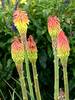 Kniphofia Fire Dance