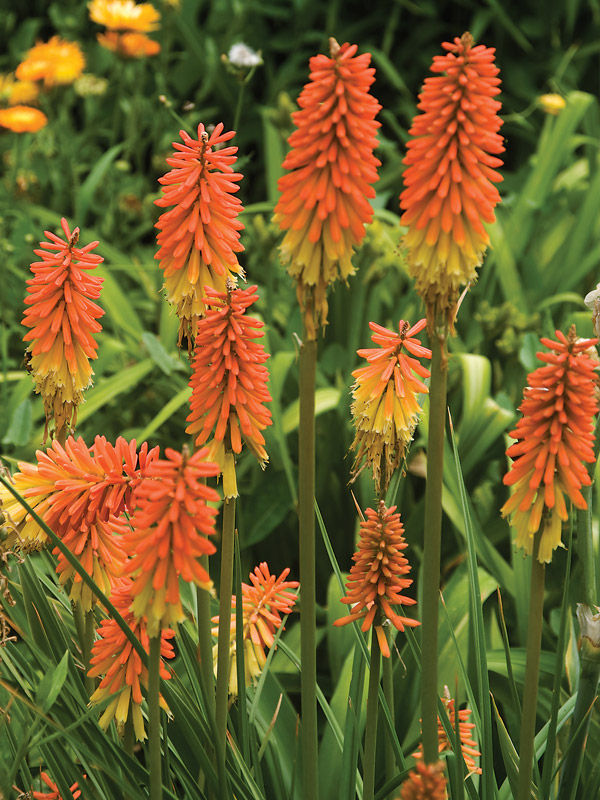 Kniphofia Flamenco | Bluestone Perennials
