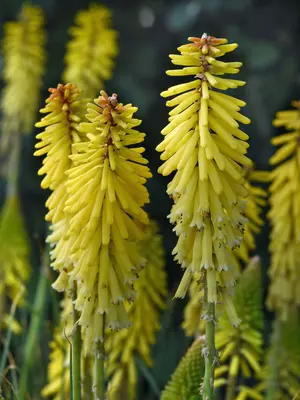 Link to Kniphofia Glowstick