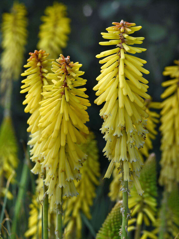 Kniphofia Glowstick