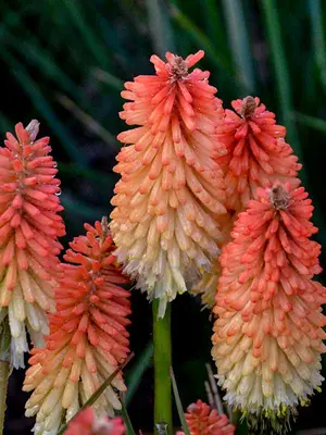 Link to Kniphofia Hot and Cold