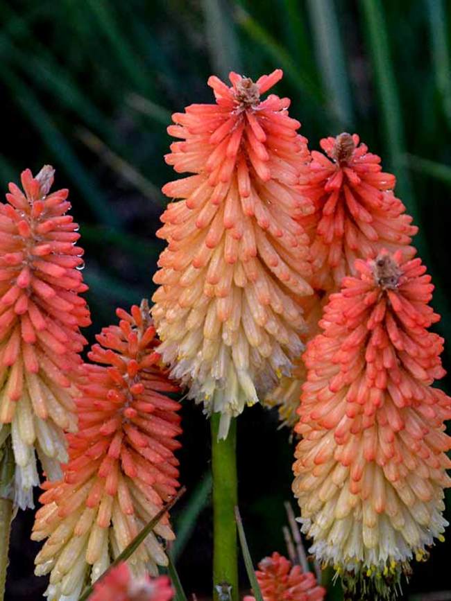 Kniphofia Hot and Cold