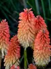 Kniphofia Hot and Cold