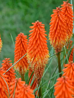 Link to Kniphofia Joker&#39;s Wild