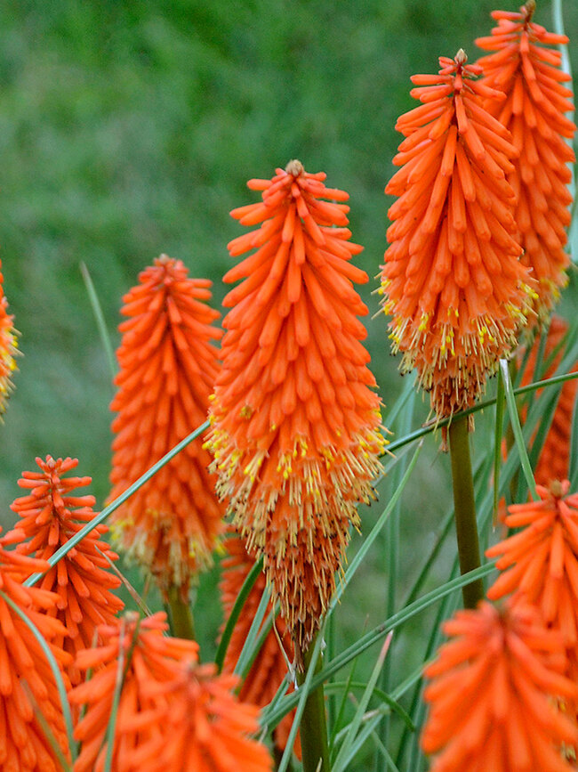 Kniphofia Joker's Wild