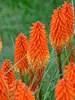 Kniphofia Joker's Wild