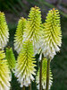 Kniphofia Lady Luck