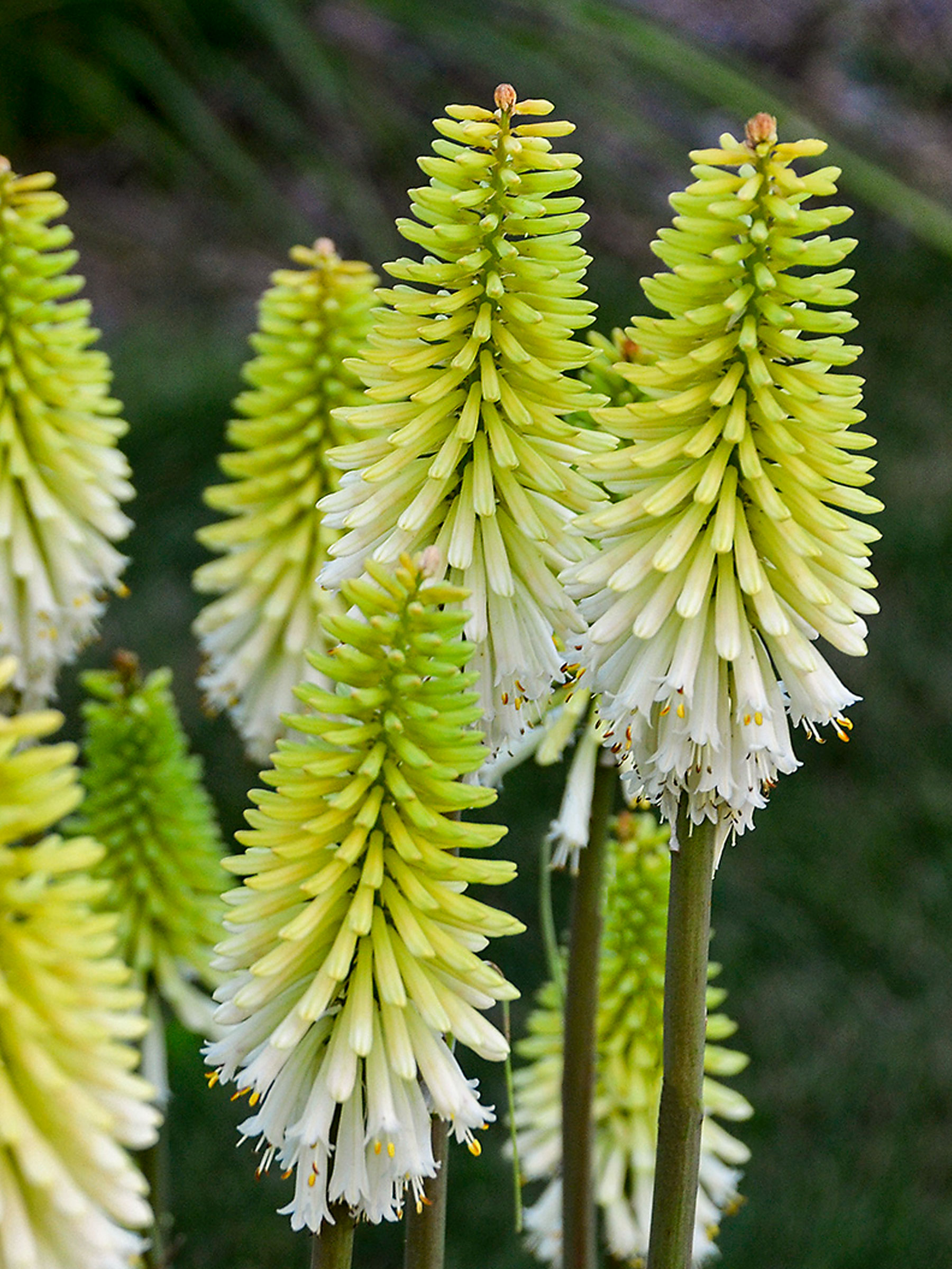 Kniphofia Lady Luck | Bluestone Perennials