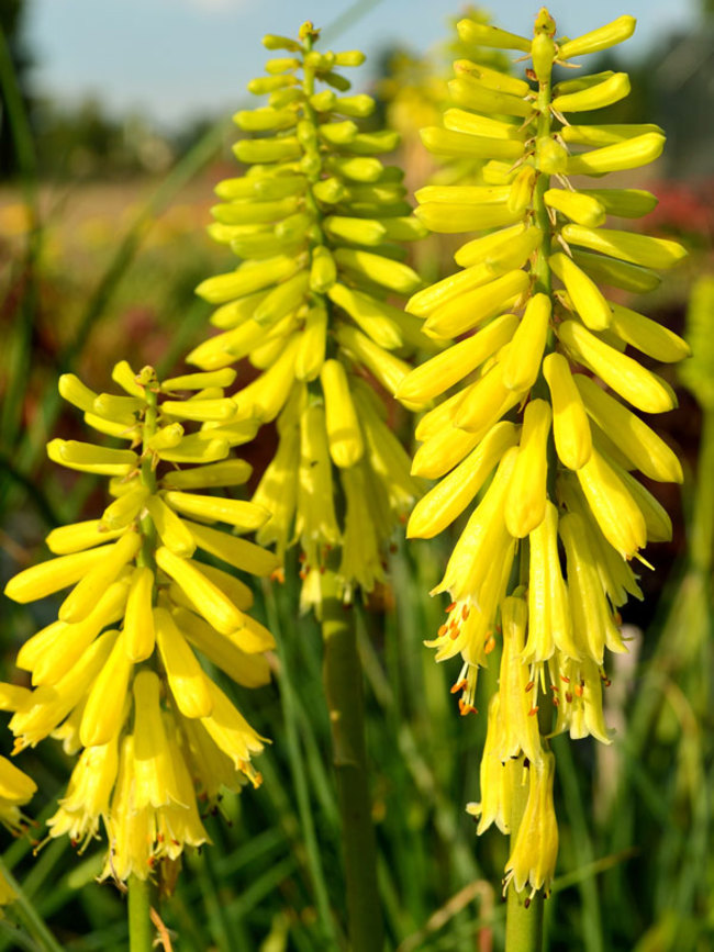 Kniphofia Lemon Popsicle