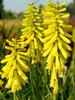 Kniphofia Lemon Popsicle