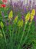 Kniphofia Lemon Popsicle