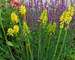 Kniphofia Lemon Popsicle