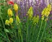 Kniphofia Lemon Popsicle