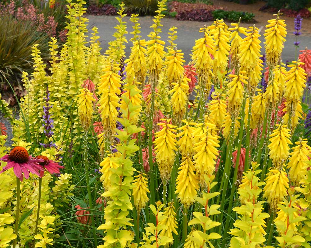 Kniphofia Lemon Popsicle | Bluestone Perennials