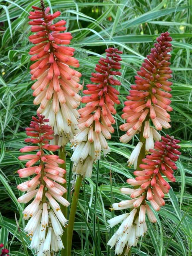 Kniphofia Orange Vanilla Popsicle