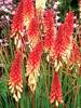 Kniphofia Orange Vanilla Popsicle