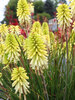 Kniphofia Poco Citron