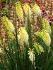 Kniphofia Pineapple Popsicle