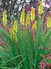 Kniphofia Pineapple Popsicle