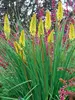 Kniphofia Pineapple Popsicle