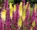 Kniphofia Pineapple Popsicle
