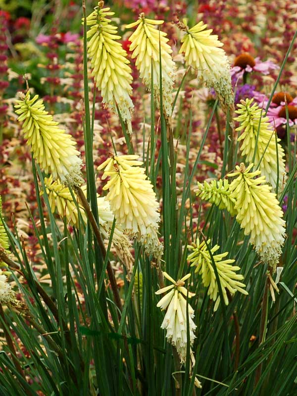 KNPP_0_kniphofia_pineapple_pop