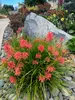 Kniphofia Poco Red