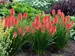 Kniphofia Poco Red
