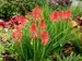 Kniphofia Poco Red