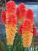 Kniphofia Poco Sunset