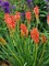 Kniphofia Red Hot Popsicle