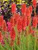 Kniphofia Red Hot Popsicle