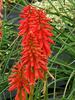 Kniphofia Red Hot Popsicle