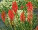 Kniphofia Red Hot Popsicle