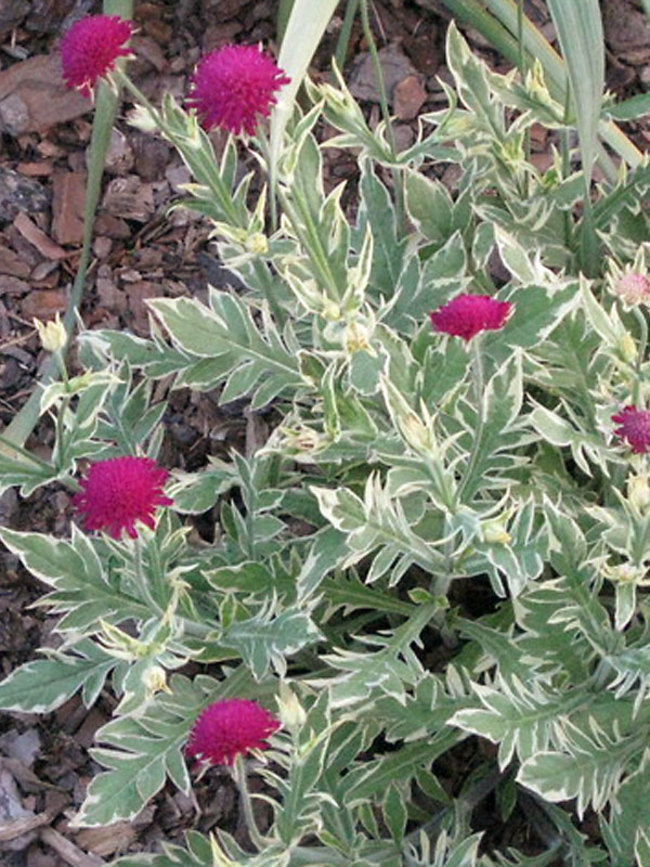 Knautia Thunder and Lightning