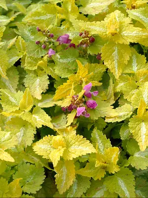 Link to Lamium Aureum