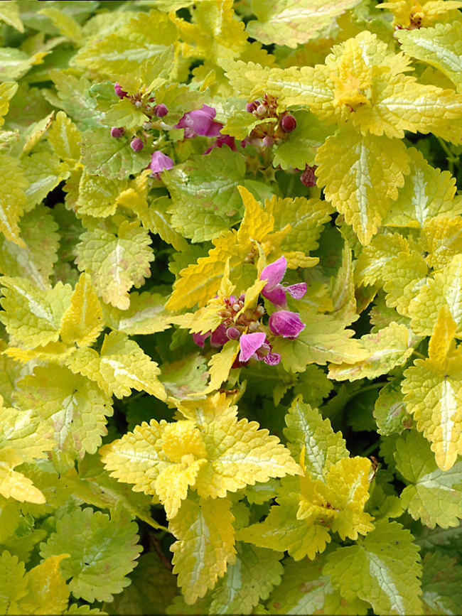 Lamium Aureum