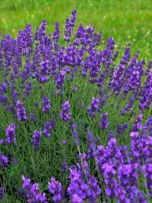 Link to Lavandula Blue River