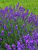 Lavandula Blue River