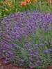 Lavandula Blue River