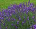 Lavandula Blue River