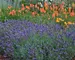 Lavandula Blue River