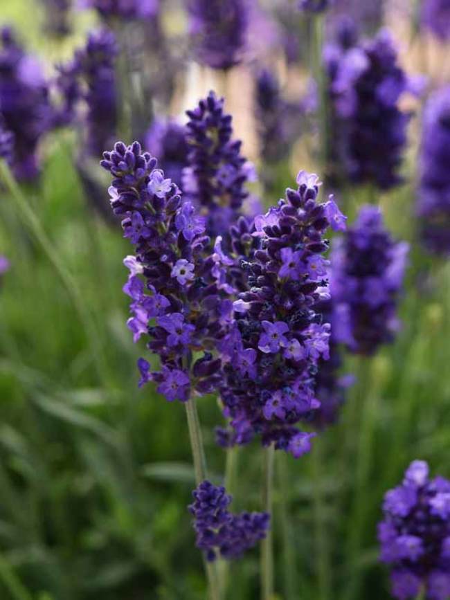 Lavandula Blue Spear