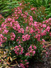 Lagerstroemia Cool Beans