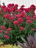 Lagerstroemia Cherry Mocha