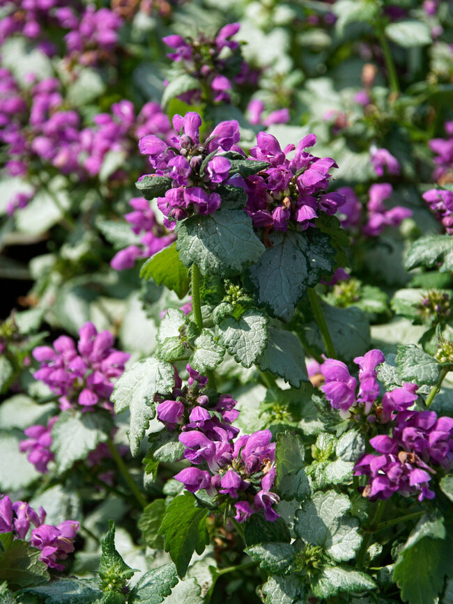 Lamium Lami Dark Purple