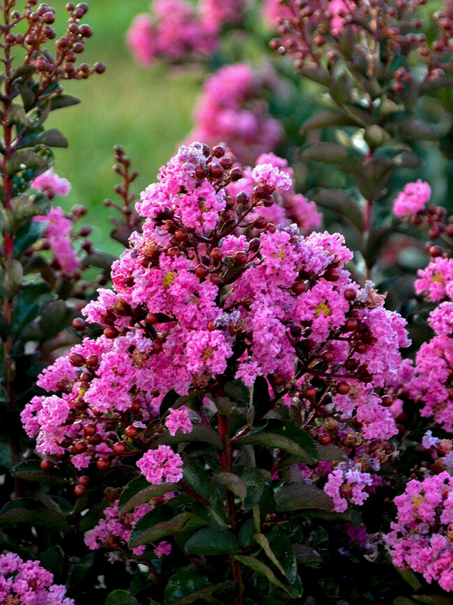 Lagerstroemia Dark Roast