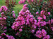 Lagerstroemia Dark Roast