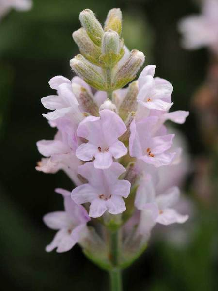 Product Viewer - Lavandula Ellagance Pink